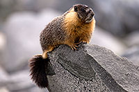 /images/133/2016-09-03-sierra-marmot-6d_1327.jpg - #13068: Yellow Bellied Marmot in Eastern Sierra, California … September 2016 -- Eastern Sierra, California