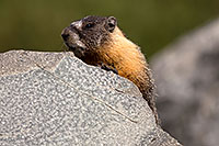 /images/133/2016-09-03-sierra-marmot-6d_1363.jpg - #13072: Yellow Bellied Marmot in Eastern Sierra, California … September 2016 -- Eastern Sierra, California