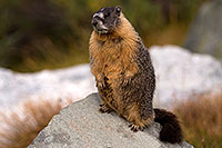 /images/133/2016-09-03-sierra-marmot-6d_1559.jpg - #13077: Yellow Bellied Marmot in Eastern Sierra, California … September 2016 -- Eastern Sierra, California