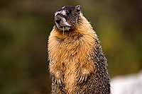 /images/133/2016-09-03-sierra-marmot-6d_1574.jpg - #13078: Yellow Bellied Marmot in Eastern Sierra, California … September 2016 -- Eastern Sierra, California