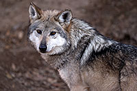 /images/133/2016-12-29-tuc-museum-wolf-1x2_1158.jpg - #13273: Female Mexican Wolf in Tucson … December 2016 -- Arizona-Sonora Desert Museum, Tucson, Arizona