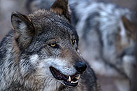 /images/133/2016-12-29-tuc-museum-wolf-1x2_1226.jpg - #13276: Mexican Wolf in Tucson … December 2016 -- Arizona-Sonora Desert Museum, Tucson, Arizona