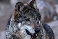 /images/133/2016-12-29-tuc-museum-wolf-1x2_1245.jpg - #13277: Mexican Wolf in Tucson … December 2016 -- Arizona-Sonora Desert Museum, Tucson, Arizona