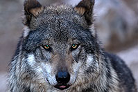 /images/133/2016-12-29-tuc-museum-wolf-1x2_1260.jpg - #13278: Mexican Wolf in Tucson … December 2016 -- Arizona-Sonora Desert Museum, Tucson, Arizona
