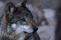 /images/133/2016-12-29-tuc-museum-wolf-1x2_1269.jpg - #13280: Mexican Wolf in Tucson … December 2016 -- Arizona-Sonora Desert Museum, Tucson, Arizona