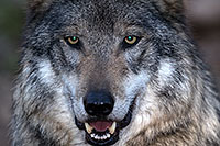 /images/133/2016-12-29-tuc-museum-wolf-1x2_1297.jpg - #13281: Mexican Wolf in Tucson … December 2016 -- Arizona-Sonora Desert Museum, Tucson, Arizona