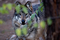/images/133/2016-12-29-tuc-museum-wolf-1x2_1334.jpg - #13283: Mexican Wolf in Tucson … December 2016 -- Arizona-Sonora Desert Museum, Tucson, Arizona