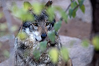 /images/133/2016-12-29-tuc-museum-wolf-1x2_1358.jpg - #13286: Mexican Wolf in Tucson … December 2016 -- Arizona-Sonora Desert Museum, Tucson, Arizona
