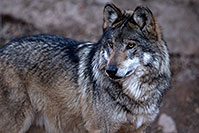 /images/133/2016-12-29-tuc-museum-wolf-1x2_1388.jpg - #13292: Mexican Wolf in Tucson … December 2016 -- Arizona-Sonora Desert Museum, Tucson, Arizona