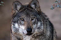 /images/133/2016-12-29-tuc-museum-wolf-1x2_1469.jpg - #13295: Mexican Wolf in Tucson … December 2016 -- Arizona-Sonora Desert Museum, Tucson, Arizona