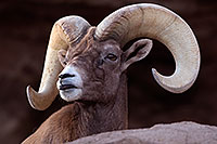 /images/133/2016-12-30-tuc-museum-bighorn-1x2_1905.jpg - #13305: Bighorn sheep in Tucson … December 2016 -- Arizona-Sonora Desert Museum, Tucson, Arizona