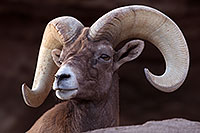 /images/133/2016-12-30-tuc-museum-bighorn-1x2_1912.jpg - #13306: Bighorn sheep in Tucson … December 2016 -- Arizona-Sonora Desert Museum, Tucson, Arizona