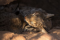 /images/133/2016-12-30-tuc-museum-bobcat-1x2_2184.jpg - #13314: Bobcats sleeping in Tucson … December 2016 -- Arizona-Sonora Desert Museum, Tucson, Arizona