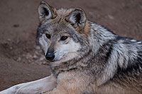 /images/133/2016-12-30-tuc-museum-wolf-1x2_2509.jpg - #13334: Female Mexican Wolf in Tucson … December 2016 -- Arizona-Sonora Desert Museum, Tucson, Arizona