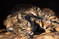 /images/133/2017-01-04-musem-bobcat-1x2_3114.jpg - #13346: Bobcat in Tucson … January 2017 -- Arizona-Sonora Desert Museum, Tucson, Arizona