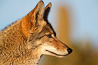 /images/133/2017-01-04-museum-coyotes-1x2_3225.jpg - #13351: Coyote in Tucson … January 2017 -- Arizona-Sonora Desert Museum, Tucson, Arizona