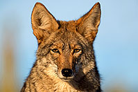 /images/133/2017-01-04-museum-coyotes-1x2_3234.jpg - #13353: Coyote in Tucson … January 2017 -- Arizona-Sonora Desert Museum, Tucson, Arizona