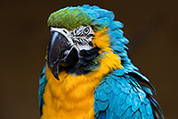 /images/133/2017-01-05-tuc-zoo-gold-macaw-1x2_3315.jpg - #13368: Blue-and-Gold Macaw in Tucson … January 2017 -- Reid Park Zoo, Tucson, Arizona