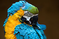 /images/133/2017-01-05-tuc-zoo-gold-macaw-1x2_3329.jpg - #13370: Blue-and-Gold Macaw in Tucson … January 2017 -- Reid Park Zoo, Tucson, Arizona