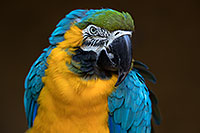 /images/133/2017-01-05-tuc-zoo-gold-macaw-1x2_3378.jpg - #13372: Blue-and-Gold Macaw in Tucson … January 2017 -- Reid Park Zoo, Tucson, Arizona