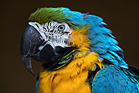 /images/133/2017-01-05-tuc-zoo-gold-macaw-1x2_3409.jpg - #13374: Blue-and-Gold Macaw in Tucson … January 2017 -- Reid Park Zoo, Tucson, Arizona