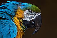 /images/133/2017-01-05-tuc-zoo-gold-macaw-1x2_3547.jpg - #13375: Blue-and-Gold Macaw in Tucson … January 2017 -- Reid Park Zoo, Tucson, Arizona