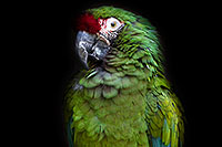 /images/133/2017-01-05-tuc-zoo-mil-macaw-1x2_4259.jpg - #13379: Military Macaw in Tucson … January 2017 -- Reid Park Zoo, Tucson, Arizona