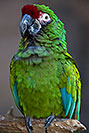 /images/133/2017-01-06-reid-mil-macaw-1x2_4570v.jpg - #13382: Military Macaw at Reid Zoo … January 2017 -- Reid Park Zoo, Tucson, Arizona
