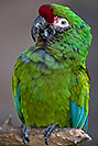 /images/133/2017-01-06-reid-mil-macaw-1x2_4781v.jpg - #13384: Military Macaw at Reid Zoo … January 2017 -- Reid Park Zoo, Tucson, Arizona