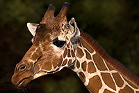 /images/133/2017-01-08-reid-giraffe-1x_34289.jpg - #13395: Giraffe at Reid Park Zoo … January 2017 -- Reid Park Zoo, Tucson, Arizona