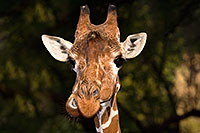 /images/133/2017-01-08-reid-giraffe-1x_34299.jpg - #13396: Giraffe at Reid Park Zoo … January 2017 -- Reid Park Zoo, Tucson, Arizona