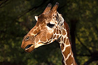 /images/133/2017-01-08-reid-giraffe-1x_34303.jpg - #13398: Giraffe at Reid Park Zoo … January 2017 -- Reid Park Zoo, Tucson, Arizona
