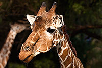 /images/133/2017-01-08-reid-giraffe-1x_34316.jpg - #13399: Giraffe at Reid Park Zoo … January 2017 -- Reid Park Zoo, Tucson, Arizona