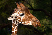 /images/133/2017-01-08-reid-giraffe-1x_34321.jpg - #13406: Giraffe at Reid Park Zoo … January 2017 -- Reid Park Zoo, Tucson, Arizona