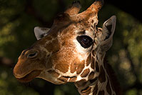 /images/133/2017-01-08-reid-giraffe-1x_34405.jpg - #13407: Giraffe at Reid Park Zoo … January 2017 -- Reid Park Zoo, Tucson, Arizona
