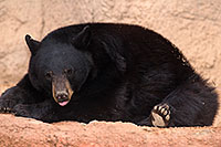 /images/133/2017-01-09-museum-bear-1x_34503.jpg - #13403: Black Bear at Arizona Sonora Desert Museum … January 2017 -- Arizona-Sonora Desert Museum, Tucson, Arizona