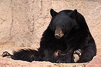 /images/133/2017-01-09-museum-bear-1x_34521.jpg - #13404: Black Bear at Arizona Sonora Desert Museum … January 2017 -- Arizona-Sonora Desert Museum, Tucson, Arizona
