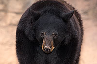 /images/133/2017-01-09-museum-bear-1x_34562.jpg - #13408: Black Bear at Arizona Sonora Desert Museum … January 2017 -- Arizona-Sonora Desert Museum, Tucson, Arizona
