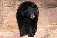 /images/133/2017-01-09-museum-bear-1x_34583.jpg - #13410: Black Bear at Arizona Sonora Desert Museum … January 2017 -- Arizona-Sonora Desert Museum, Tucson, Arizona