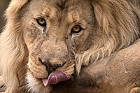 /images/133/2017-01-09-tuc-reid-lion-1x2_11226.jpg - #13423: Lion in Tucson … January 2017 -- Reid Park Zoo, Tucson, Arizona