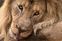 /images/133/2017-01-09-tuc-reid-lion-1x2_11229.jpg - #13424: Lion in Tucson … January 2017 -- Reid Park Zoo, Tucson, Arizona