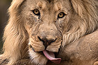 /images/133/2017-01-09-tuc-reid-lion-1x2_11233.jpg - #13425: Lion in Tucson … January 2017 -- Reid Park Zoo, Tucson, Arizona