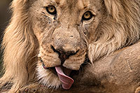 /images/133/2017-01-09-tuc-reid-lion-1x2_11243.jpg - #13427: Lion in Tucson … January 2017 -- Reid Park Zoo, Tucson, Arizona