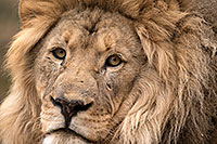 /images/133/2017-01-09-tuc-reid-lion-1x2_11362.jpg - #13434: Lion in Tucson … January 2017 -- Reid Park Zoo, Tucson, Arizona