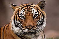 /images/133/2017-01-09-tuc-reid-tiger-1x2_10359.jpg - #13435: Malayan Tiger in Tucson … January 2017 -- Reid Park Zoo, Tucson, Arizona