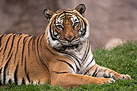 /images/133/2017-01-09-tuc-reid-tiger-1x2_10498.jpg - #13436: Malayan Tiger in Tucson … January 2017 -- Reid Park Zoo, Tucson, Arizona