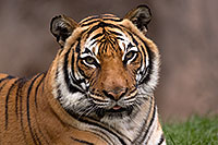 /images/133/2017-01-09-tuc-reid-tiger-1x2_10512.jpg - #13437: Tiger in Tucson … January 2017 -- Reid Park Zoo, Tucson, Arizona