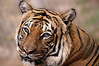 /images/133/2017-01-09-tuc-reid-tiger-1x2_10642.jpg - #13433: Tiger in Tucson … January 2017 -- Reid Park Zoo, Tucson, Arizona