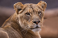 /images/133/2017-01-10-tuc-reid-lioness-1x2_14329.jpg - #13439: Lioness at Reid Park Zoo … January 2017 -- Reid Park Zoo, Tucson, Arizona