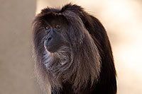 /images/133/2017-01-10-tuc-reid-monkey-1x2_12581.jpg - #13448: Lion-Tailed Macaque at Reid Park Zoo … January 2017 -- Reid Park Zoo, Tucson, Arizona
